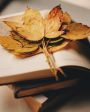 gallery/c3756be3035a0f2a9ae323ae9b04d636